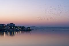 Pink Sunrise