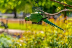 PG_Prints_23