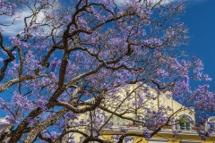 PG_Prints_47