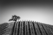 Lonely-Tree-s