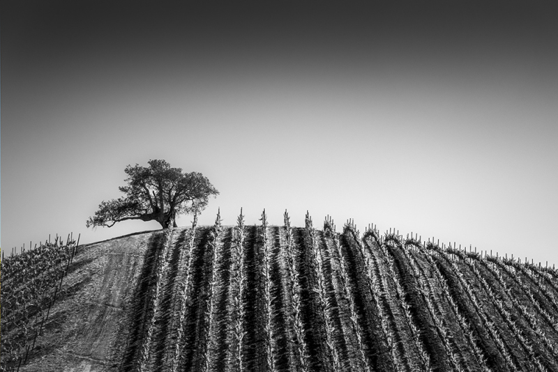 Lonely-Tree-s